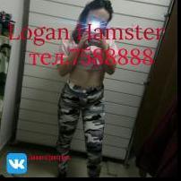 Logan Hamster