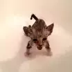 hirоto
